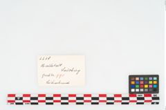 Etikett zu Leichenbrand (NHMW-PRAE-002238)